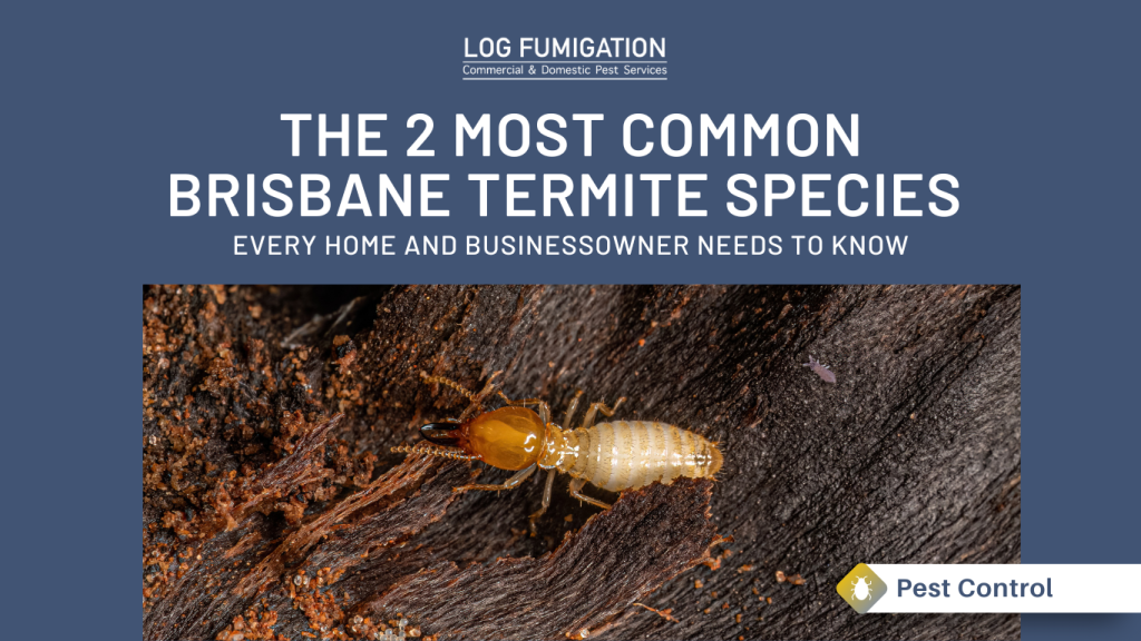 2 most common Termites species in Brisbane