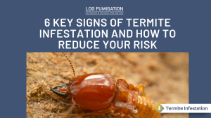 6 Keys signs of termite infestation and how to reduce your risk