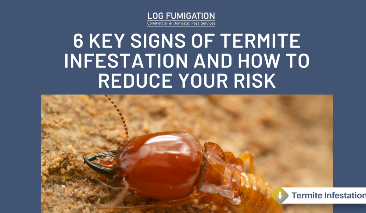6 Keys signs of termite infestation and how to reduce your risk